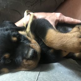 Rottweiler Puppies from Von Helden Herz