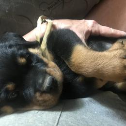 Rottweiler Puppies from Von Helden Herz