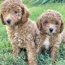 Dachshunds, Miniature Australian Shepherds, and Poodles from Happy Puppy Paws