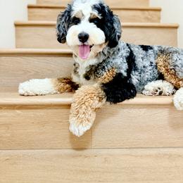 Tonka - Bernedoodle