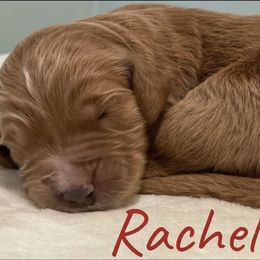 Girl 1 - Goldendoodle puppy in Georgia from Four Gables Doodles