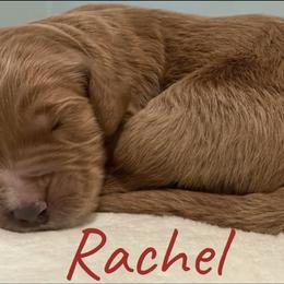Girl 1 - Goldendoodle puppy in Georgia from Four Gables Doodles