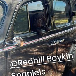 Boykin Spaniel Puppies from Redhill Boykin Spaniels, LLC