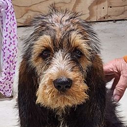 Otterhound puppies from Crossroads Otterhounds