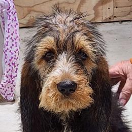 Otterhound puppies from Crossroads Otterhounds