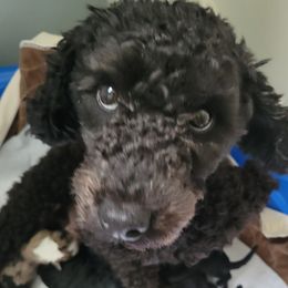 Midnight - Poodle