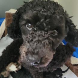 Midnight - Poodle