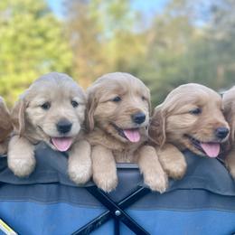 Golden Retriever puppies from Carolina Breeders Family