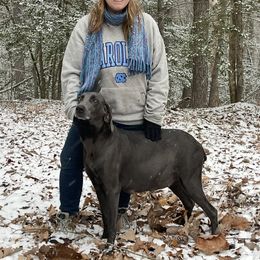 Weimaraner puppies from Pups and Pastures- Weimaraners