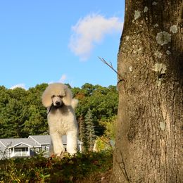 Poodle Puppies from D and D Standard Poodles