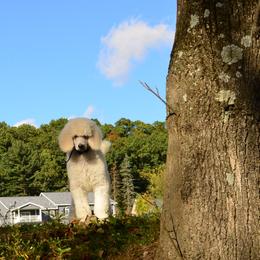 Poodle Puppies from D and D Standard Poodles