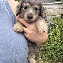Black and Cream Dapple Boy - Dapple male Dachshund puppy in Lakeland, Florida from Hetu's Dachshunds