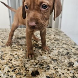 Shih Tzu and Vizsla Puppies from Kevin Hastings