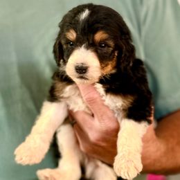 Billy - Black tri-color male Aussiedoodle puppy in Eastman, Georgia from Dood B Ranch