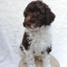 Burch - Parti male Goldendoodle puppy in Holly Springs, Georgia from Libby Lou’s Goldendoodles