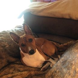 Basenjis from Rhonda's Basenjis