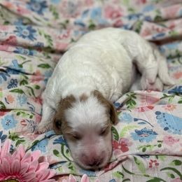 Parti female - Parti female Goldendoodle puppy in Colorado Spgs, Colorado from Colorado Springs Doodles