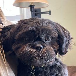 Mushu - Shih Tzu