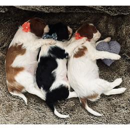 Cavalier King Charles Spaniel Puppies from Cavy Love
