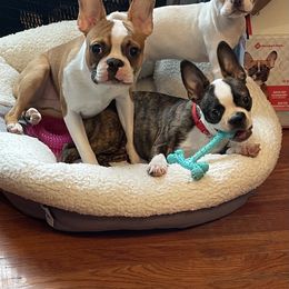 Boston Terrier Puppies from Angie's Little Bostons