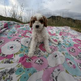 Lilly - Blenheim female Cavapoo puppy in Malad City, Idaho from Poppy Meadow Puppies