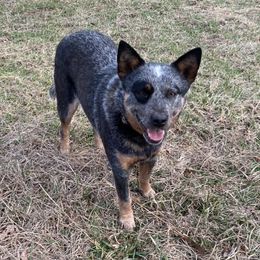 Little Bit - Australian Cattle Dog