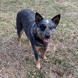 Little Bit - Australian Cattle Dog