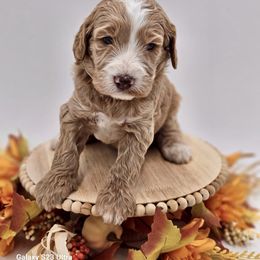 Green boy - Goldendoodle puppy from Sweet Georgia Doodles