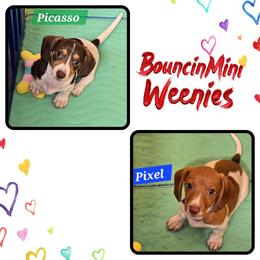 Picasso - Piebald male Dachshund puppy in New Caney, Texas from BouncinMiniWeenies