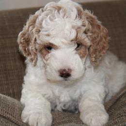 Pink Collar Girl - White female Cavapoo puppy in Almira, Washington from Cavapoo Cuddles