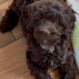 Peep - Chocolate - Chocolate female Australian Labradoodle puppy in Beecher, Illinois from Erica’s Doodles
