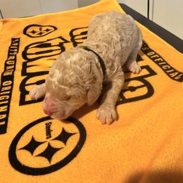 Boy 3 - male Sheepadoodle puppy in Amherst, Ohio from Barking doodles
