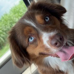 Honey - Miniature Australian Shepherd