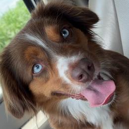 Honey - Miniature Australian Shepherd