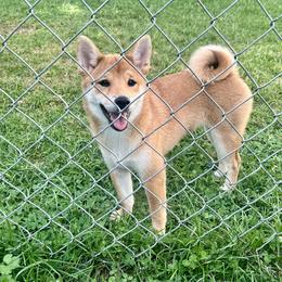 Shiba Inu Puppies from Haste