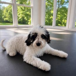 Cream soda - Black and white female Bernedoodle puppy in North Royalton, Ohio from Johnson's Doodles