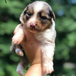 Fire Cracker - Blue merle female Australian Shepherd puppy in Tallapoosa, Georgia from Foxhaven Farms Aussies
