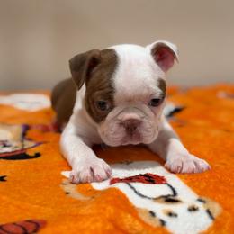 Red girl mostly white face - Red female Boston Terrier puppy in Madera Acres, California from Muggin Bostons Terriers and Mini Dachshund