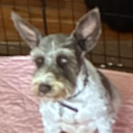 Miniature Schnauzers from The Blessing