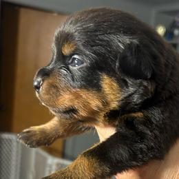 Blue Male - Black and tan male Rottweiler puppy in Indianapolis, Indiana from Rottgang Rottweilers