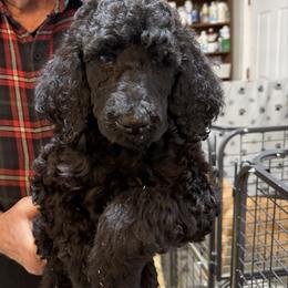 Hubbard - Black male Poodle puppy in St. Johnsbury, Vermont from Poodles of the Northern Woods