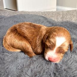 Pearl - Apricot female Aussiedoodle puppy in Jacksonville, Florida from Lolo’s Aussiedoodle