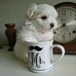 Maverick - White male Maltipoo puppy in Mena, Arkansas from Belle Ball Puppies