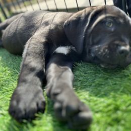 Cane Corso and Lowchen Puppies from High Royal Kennel