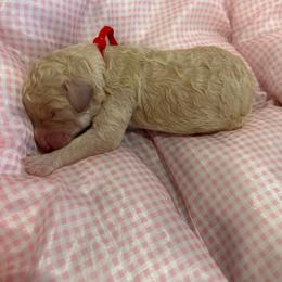 Houston - Apricot female Poodle puppy in Mobile, Alabama from Semmy’s Standard Poodle LLC