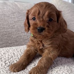 Scooby - Red male Cockapoo puppy in Draper, Utah from Mair Family