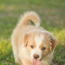 Paddington - Yellow male Australian Shepherd puppy in Pattison, Texas from Legacy Water Australian Shepherds