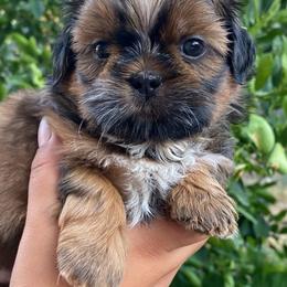 Shih Tzu puppies from North State Shih tzus
