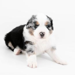 Australian Mountain Doodle Puppies from Brick House Farm Doodles