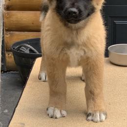 Akita Puppies from Sundara Akitas